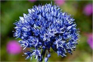 Oliwier's Bulbs 10x Allium Caeruleum Azureum Blue Early Spring Flowering Bulbs Garden Perennial Plants