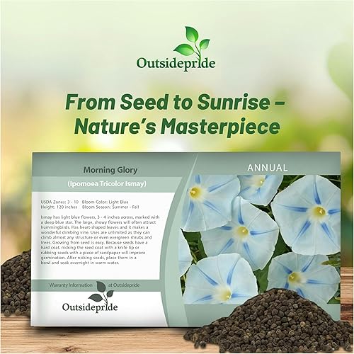 Miniatura 5 de Outsidepride 250 Semillas Anuales Ipomoea Tricolor Morning Glory Ismay Climbing Vine Flower Seeds para plantar