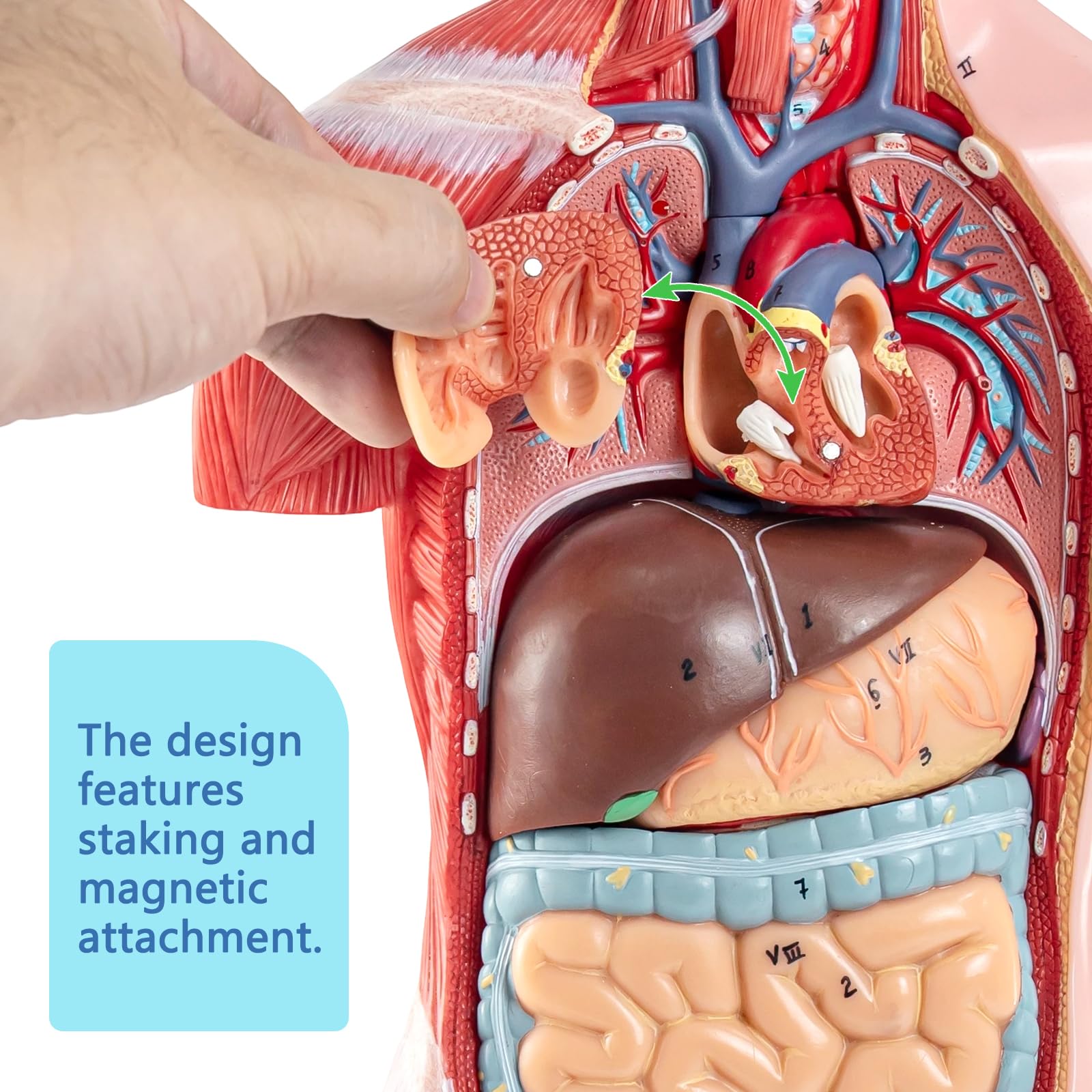 16 Stück Abnehmbares 17 Zoll Menschliches Torso Anatomie Modell mit Herzkopf Schädel Gehirn Skelett Modell für Medizinstudent, Menschlichen Körper Deluxe Muskulatur Modell, Lab & Klassenzimmer Verwend