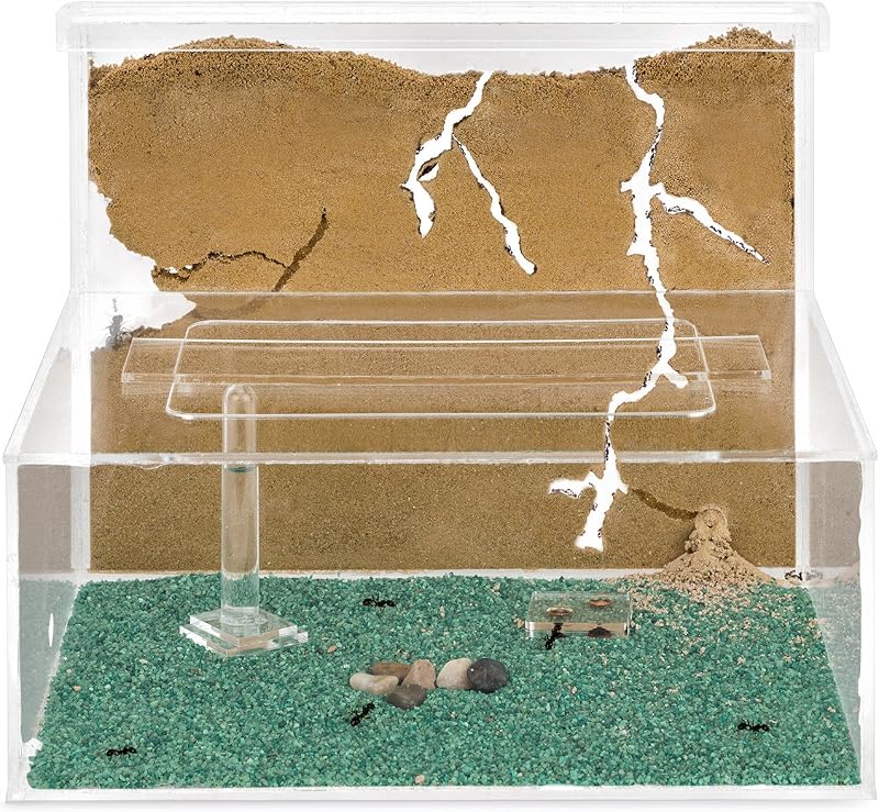 Anthouse.es - Hormiguero Natural de Arena - Kit Hormiguero Acrílico L (Sándwich + Caja de Forrajeo) - Granja de Hormigas con Colonia de Hormigas Incluida - 25x20x1 cm y 10x24 x10 cm - Transparente