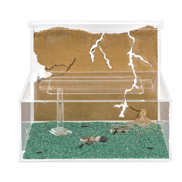 Anthouse.es - Hormiguero Natural de Arena - Kit en acrilico a Forma de L (Sándwich + Caja de Forrajeo)