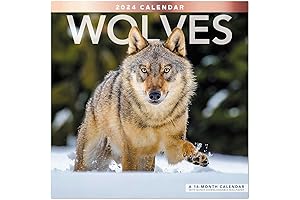 2024 Wolves Monthly Wall Calendar, 16 Months, 12" x 12"