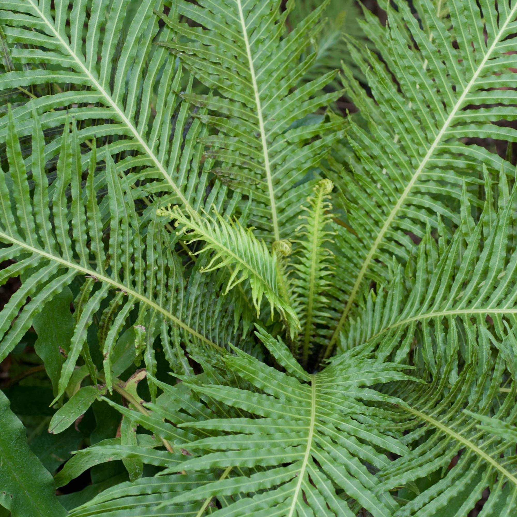 Blechnum Rippenfarn Silver Lady Pflanze frs Zuhause oder das Bro (25-35cm  mit Topf) : Amazon.de: Garten