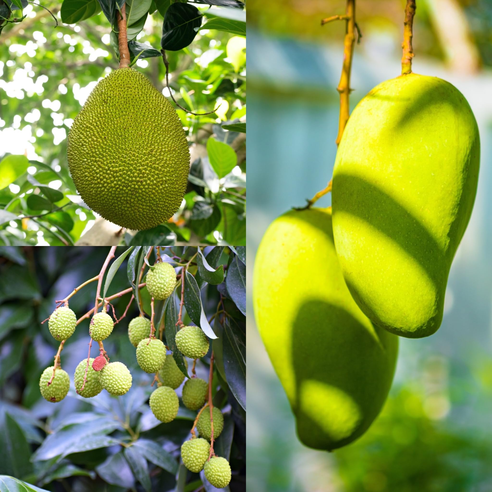 SISA GARDEN live healthy Fruit plants combo pack (Mango+Litchi+Jackfruit) with nursery grow bag (B0CB4S4JNJ) Amazon Price History, Amazon Price Tracker
