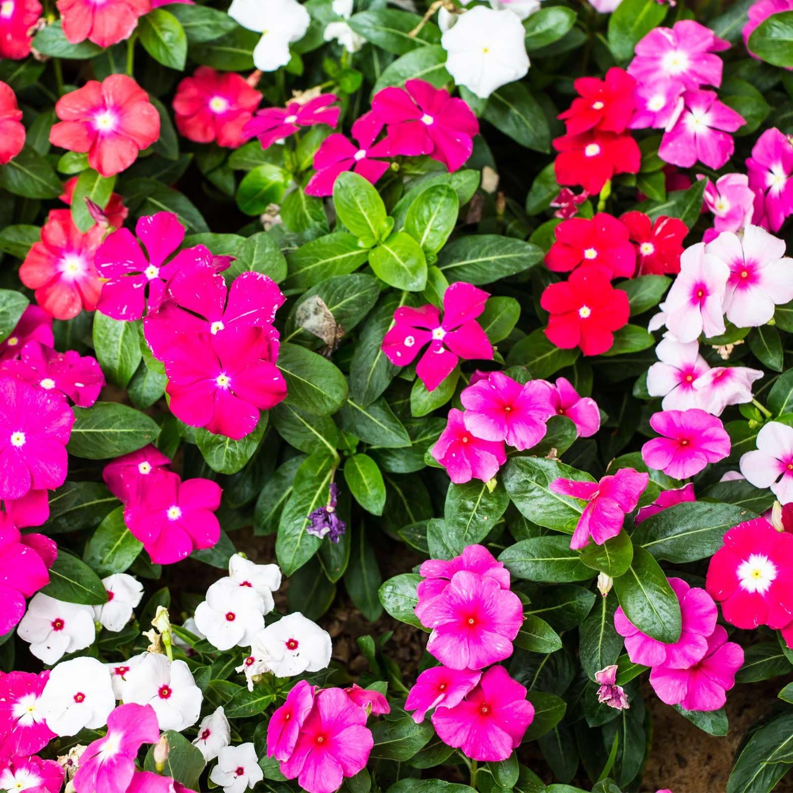 Vinca Hybrid Mix F1 Flower Seeds, Multicolour, Pack of 50-image-25