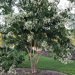 Temple of Bloom® - Seven-Son Flower - 4" Pot - Heptacodium - Proven Winners