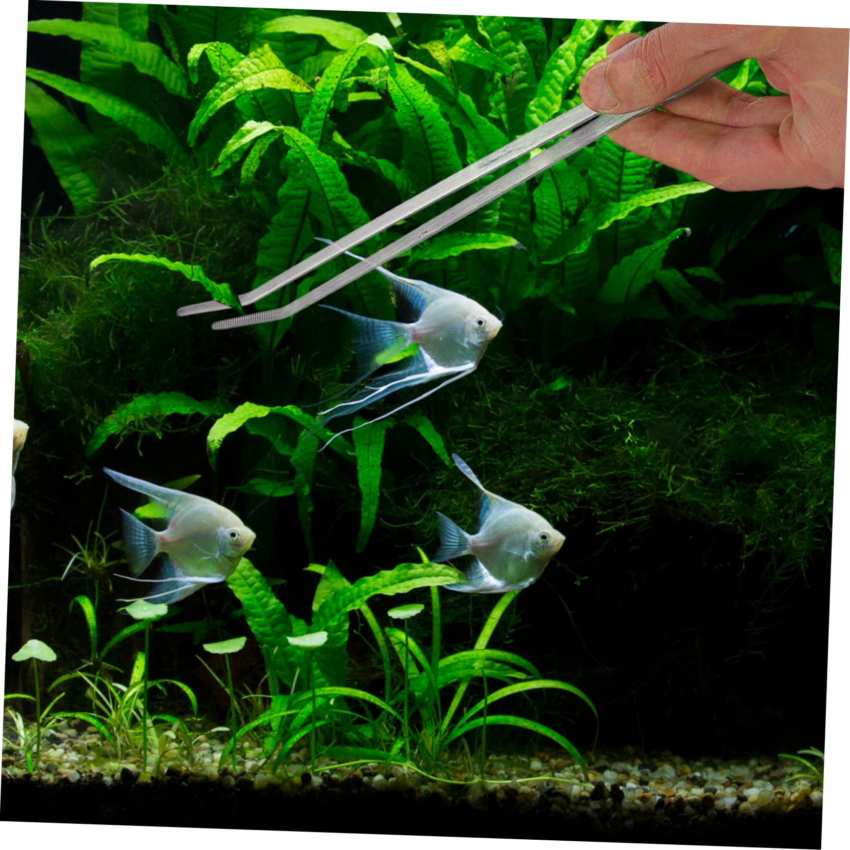 Juego de Herramientas para Plantas Acuáticas de Acuario 4 Piezas | Acero Inoxidable, Color Plata, 1 Set, para Sustrato y Grava, Mantenimiento y Retirada de Plantas Marchitas
