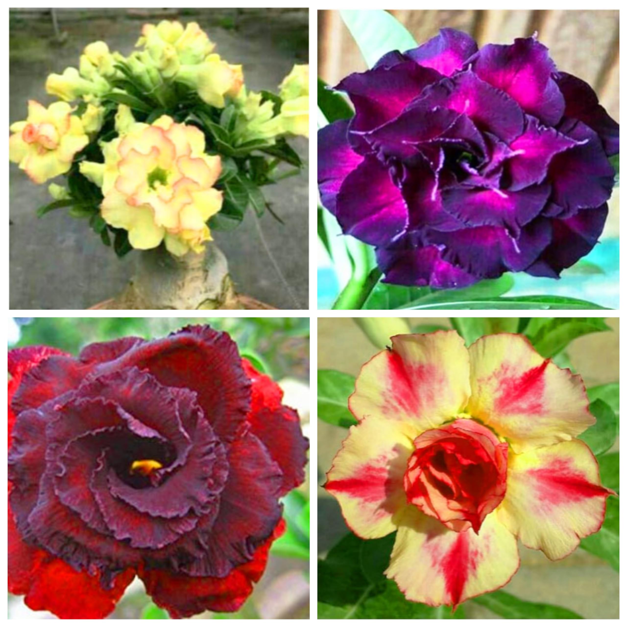 Adenium Live Plant Pack Of 4 Combo (Rosey Plant For Gardening) All Are Geniune Color (B0CPQ37B5N) Amazon Price History, Amazon Price Tracker
