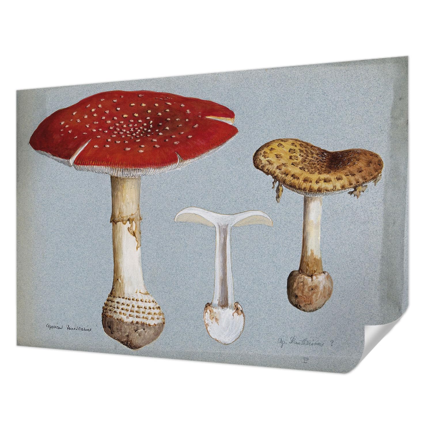 Décoration intérieure salon avec ce panoramique adhésif aux gravures de champignons