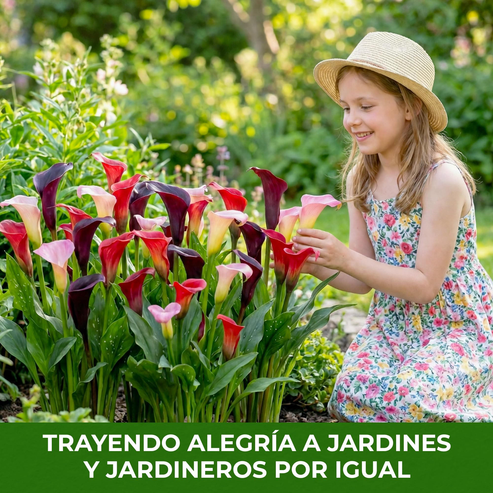 Colección de bulbos de flores de lirio de cala morado, negro y rojo, bulbos de Zantedeschia, 5 piezas reales y grandes que tienen más de 5 flores, ideales para la maceta, de Holanda