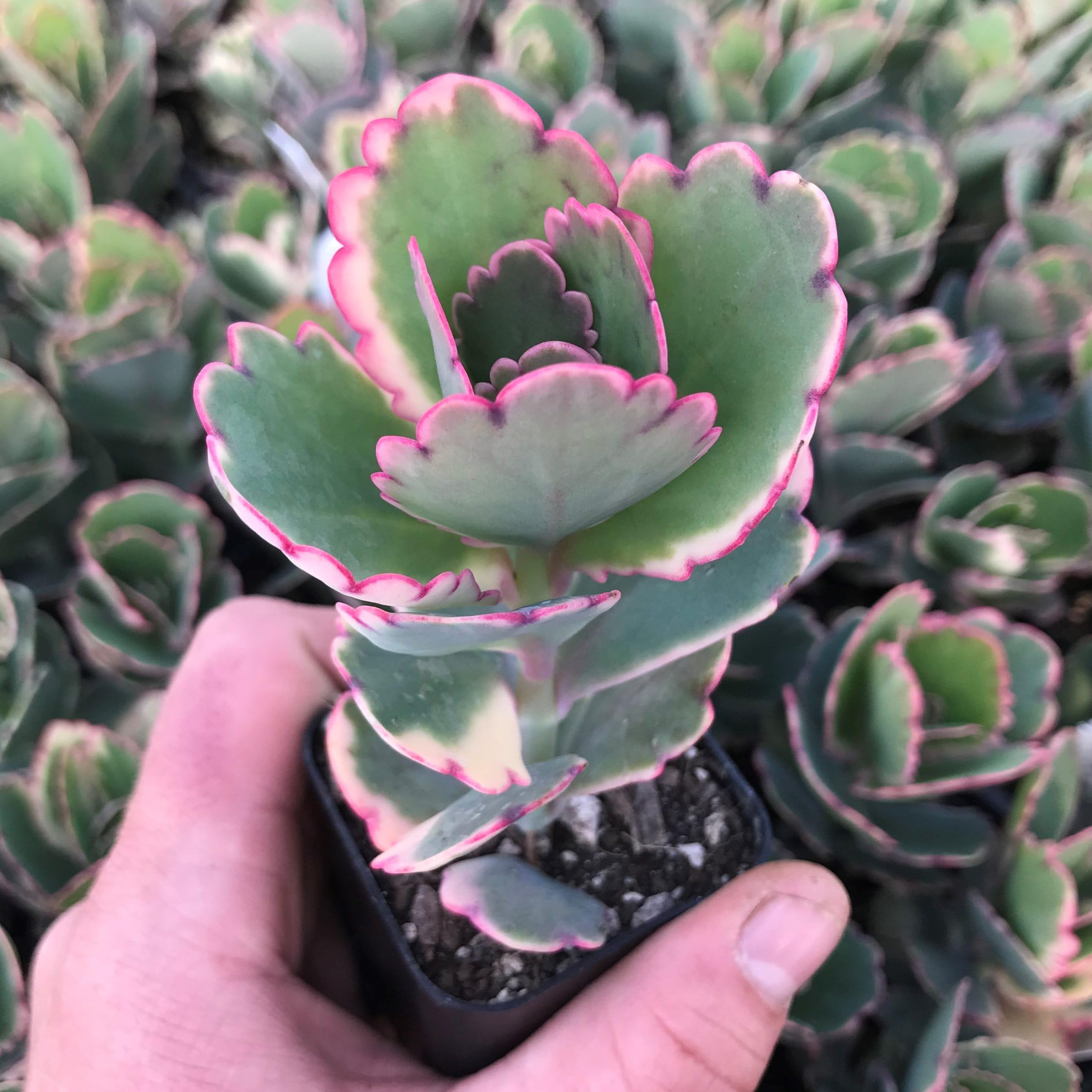Kalanchoe Blossfeldiana Variegated Tricolor Succulent Plant (B0CD67MX2T) Amazon Price History, Amazon Price Tracker