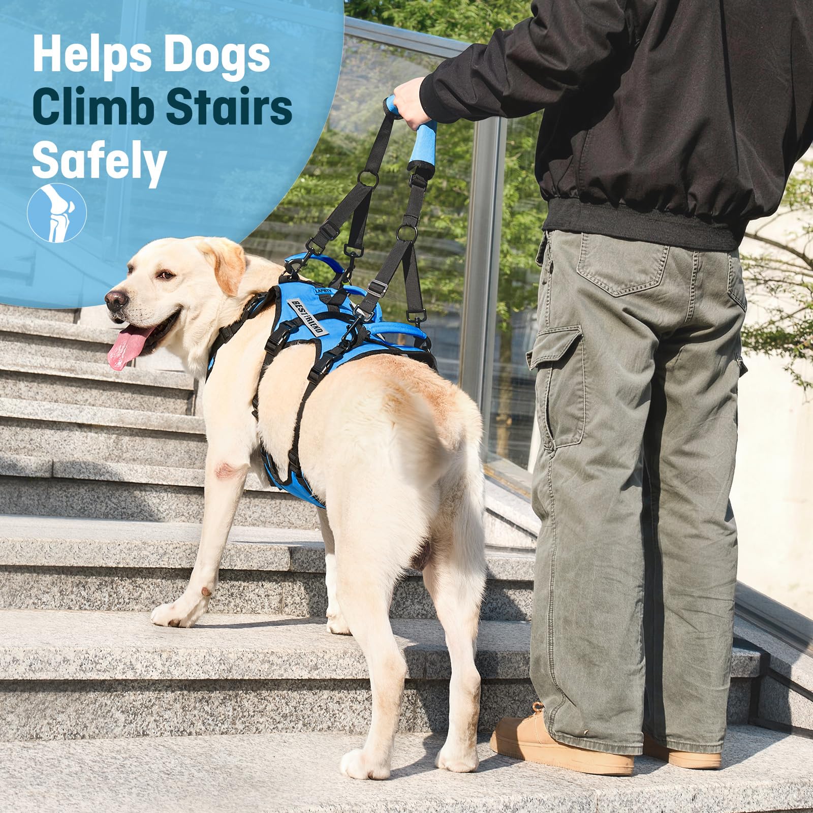 Harnais de Levage pour Grand Chien, Harnais de Soutien Complet avec 3 poignées et Sangle d’épaule, Aide à la Marche pour Chiens Seniors avec arthrite, Aide escaliers, Bleu, XL