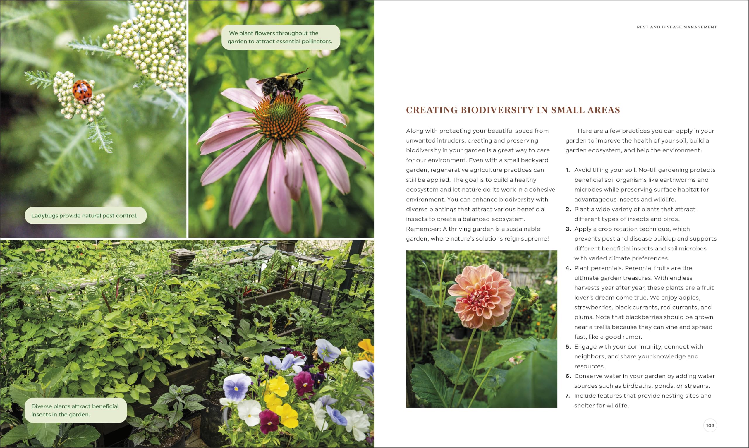 The Compact Garden: A Beginner's Guide to Growing Vegetables in Small Spaces