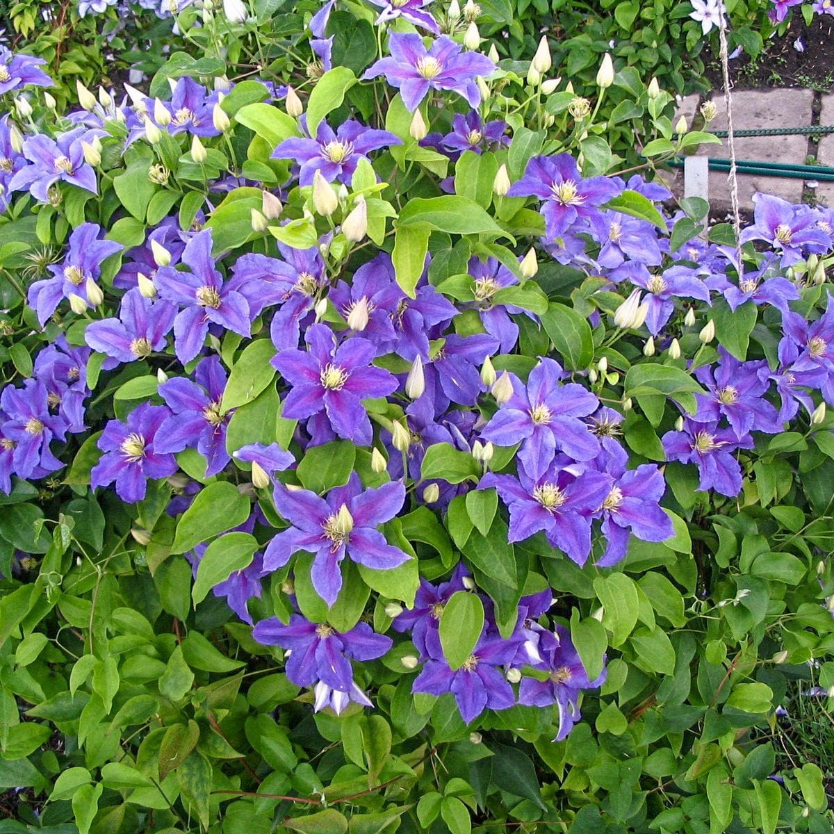 GARDENS ALIVE! - Ristimagi Lavender Flowering Clematis Vine Dormant Bare Root Perennial Starter Plant, One Plant per Offer