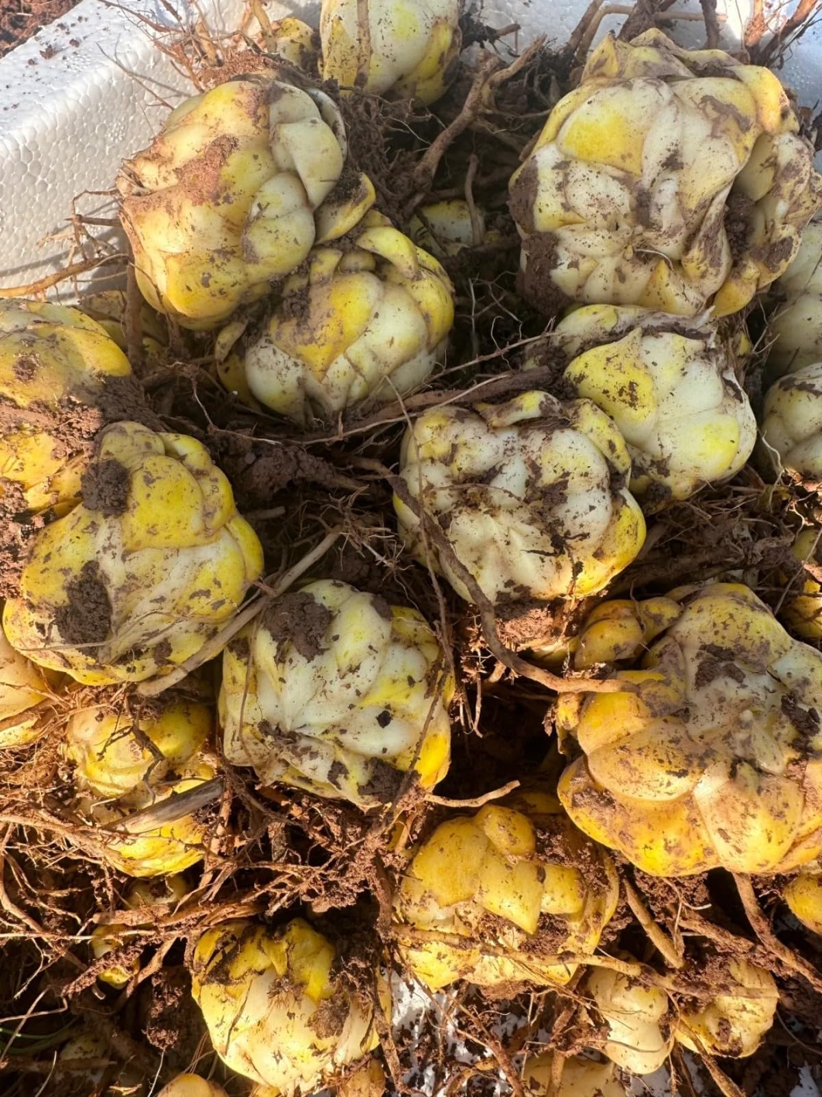 Lilium Knollen Mix 6 Stück - Winterharte Lilien Zwiebeln Für Garten & Topf