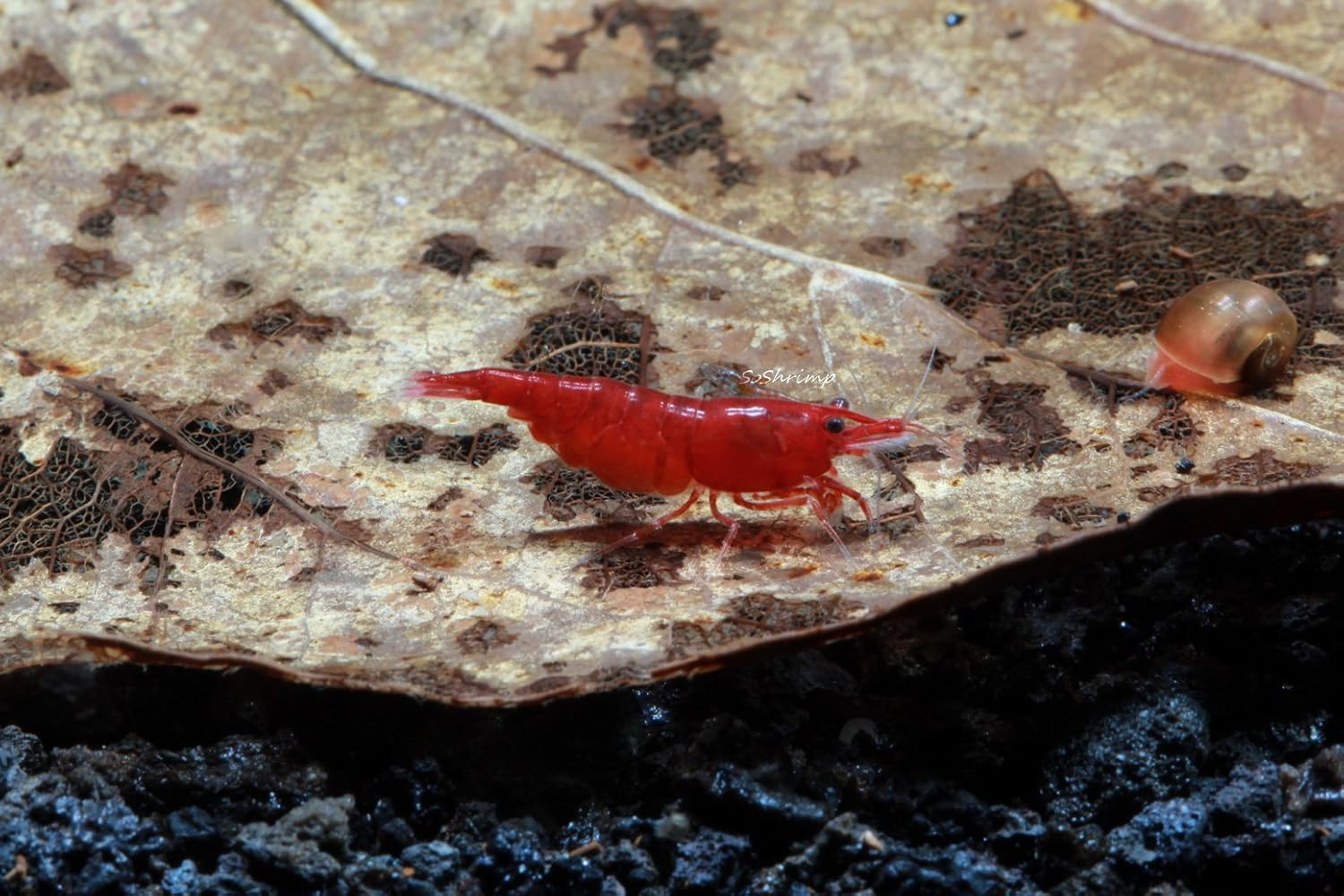 Live Freshwater Aquarium Shrimp Neocaridina (Bloody Mary (5 Pack))