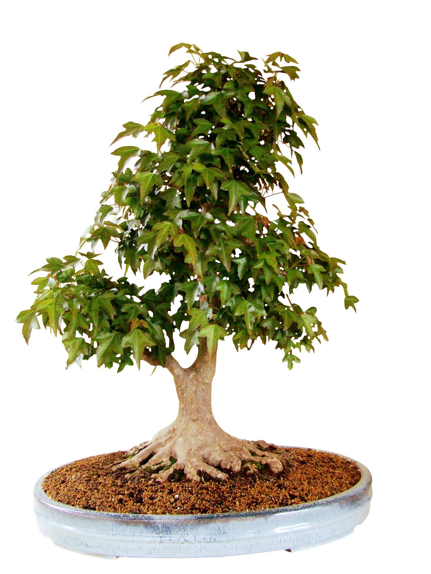 Freilandbonsai Dreispitzahorn, ca. 30 Jahre alt, ca. 63 cm hoch :  Amazon.de: Garten