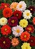 Just Seed - Flower - Dahlia Figaro Mix - 25 Seeds