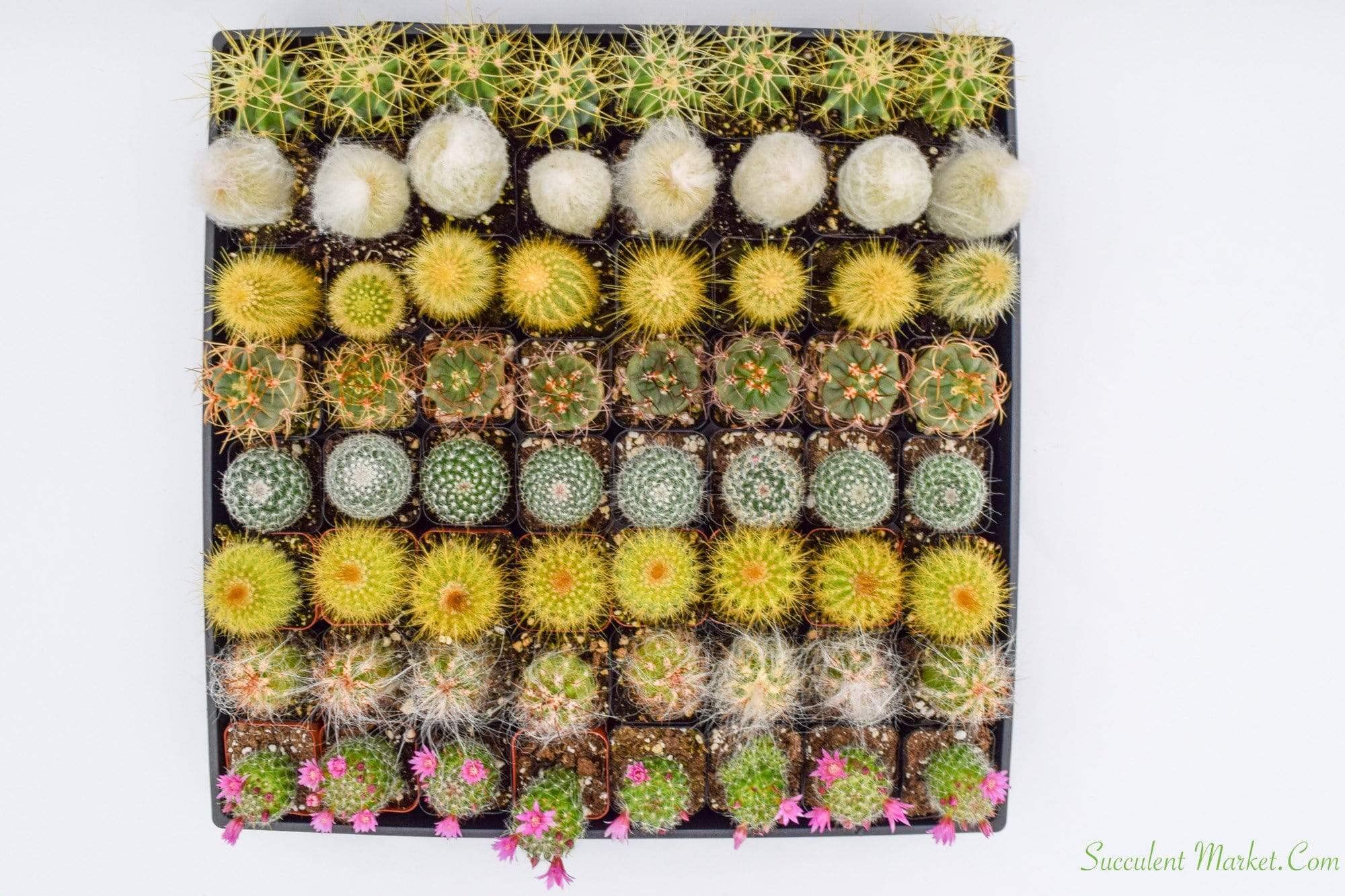 Cactus Plants Live – Small Assorted 2-Inch Cactus Plants – Fully Rooted Potted Cactus Plants – Live Cactus Plant Set (): 40