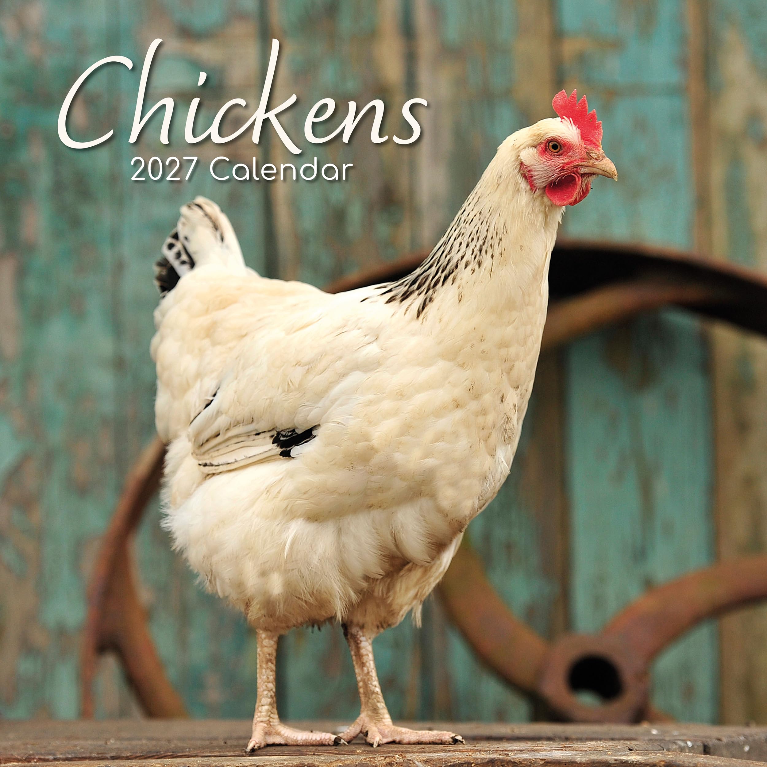 TGSC | Chickens 2027 Calendar Square Wall Calendar 2027 UK | Planner for Home or Office Organisation - Chickens Calendar