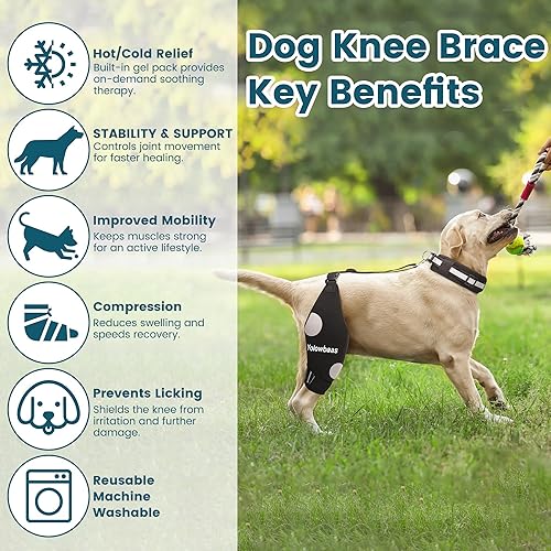 Miniatura 4 de Rodillera para perro para desgarro de ACL para piernas traseras con compresa calientefría, soporte ajustable para cadera de perro para desgarro de