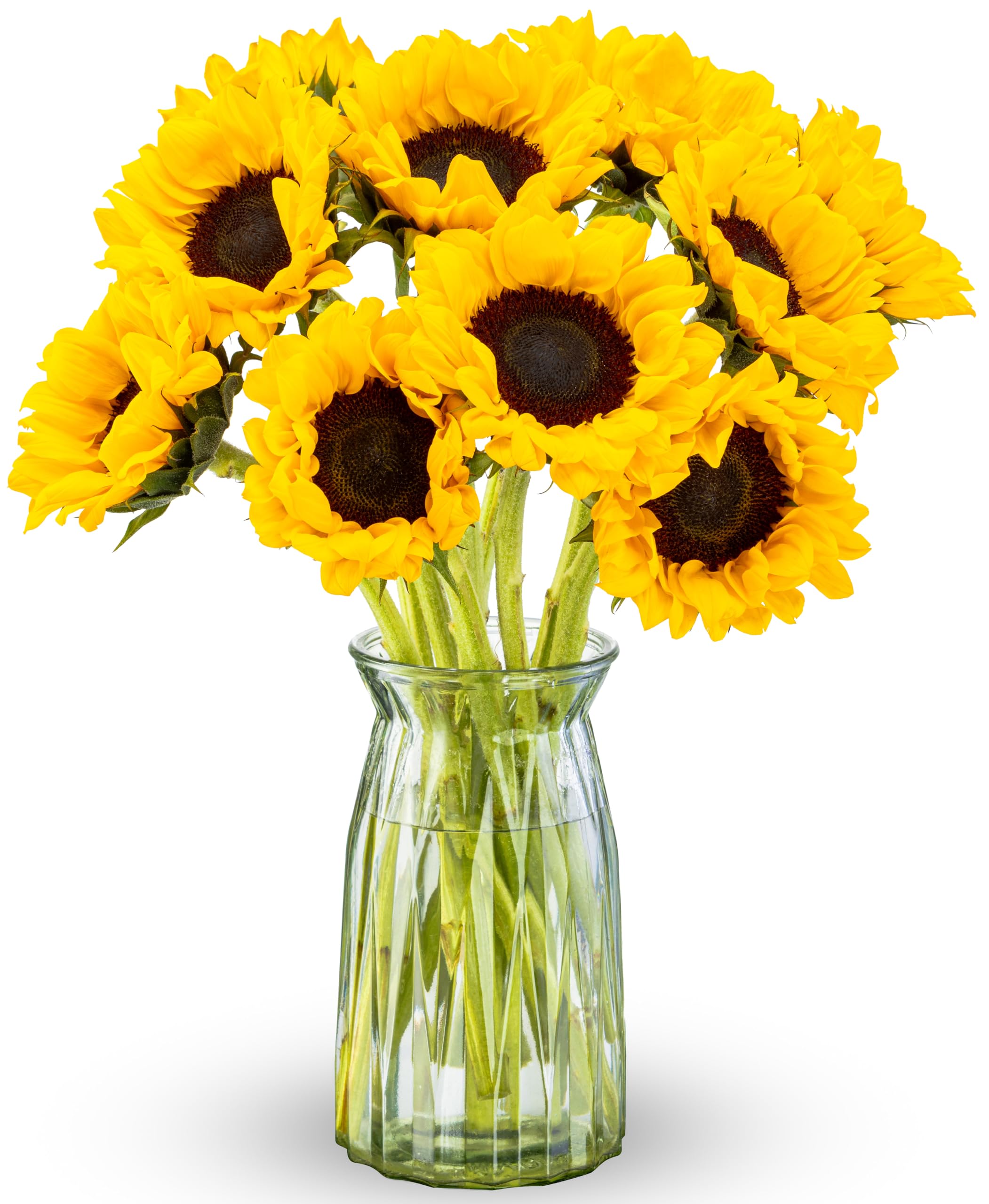 Benchmark Bouquets - 10 Stem Sunflowers (Glass Vase Included) - Fresh Flowers for Next Day Delivery - Gift for Birthday, Anniversary, Sympathy, Get Well, Congratulations, Valentine's Day