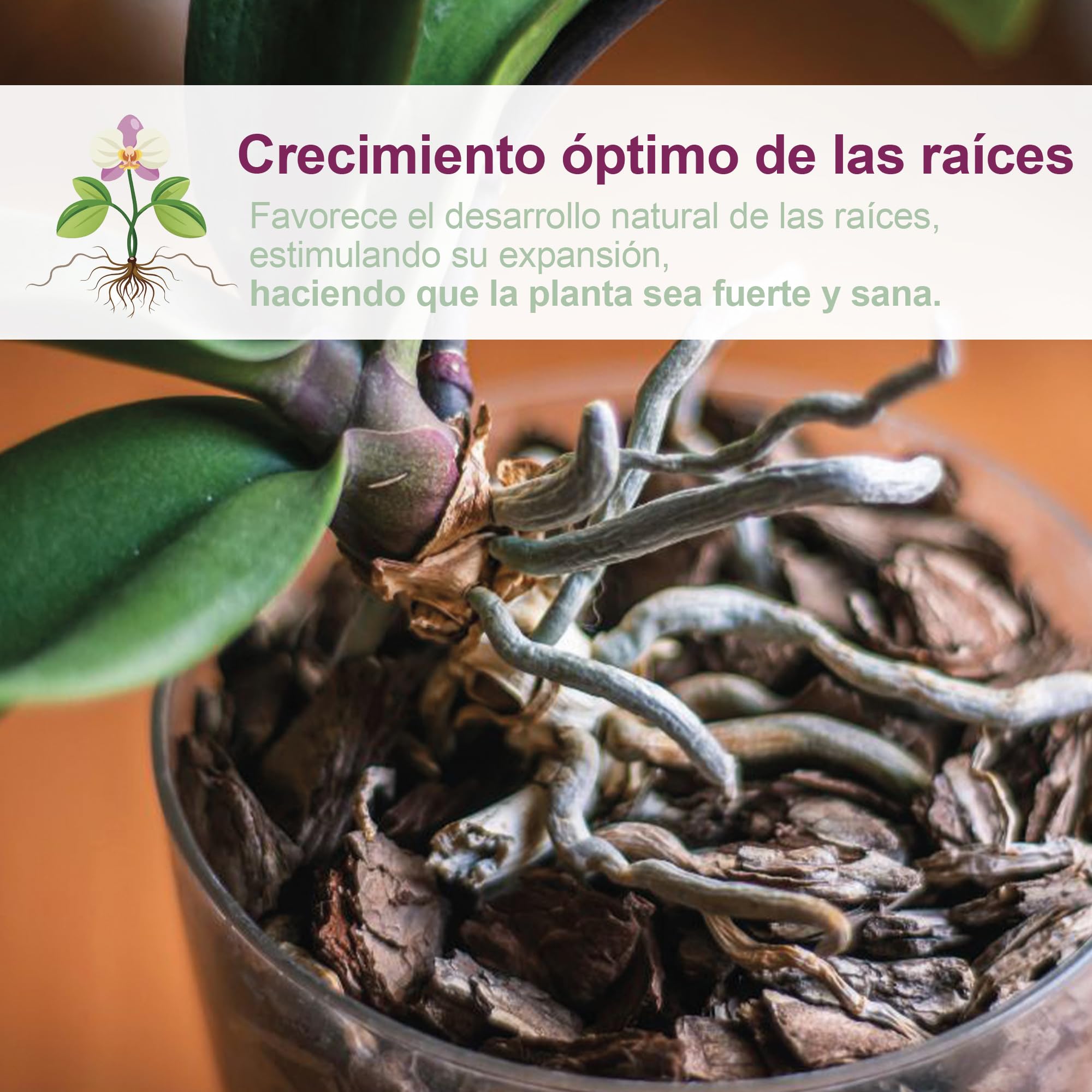Kalapanta Kit para Trasplantar Orquídeas: 1 Maceta Transparente Ø16cm con Agujeros de Drenaje, 1 Plato Ø14cm, 1 Saco de 2L de Tierra específica para Orquídeas