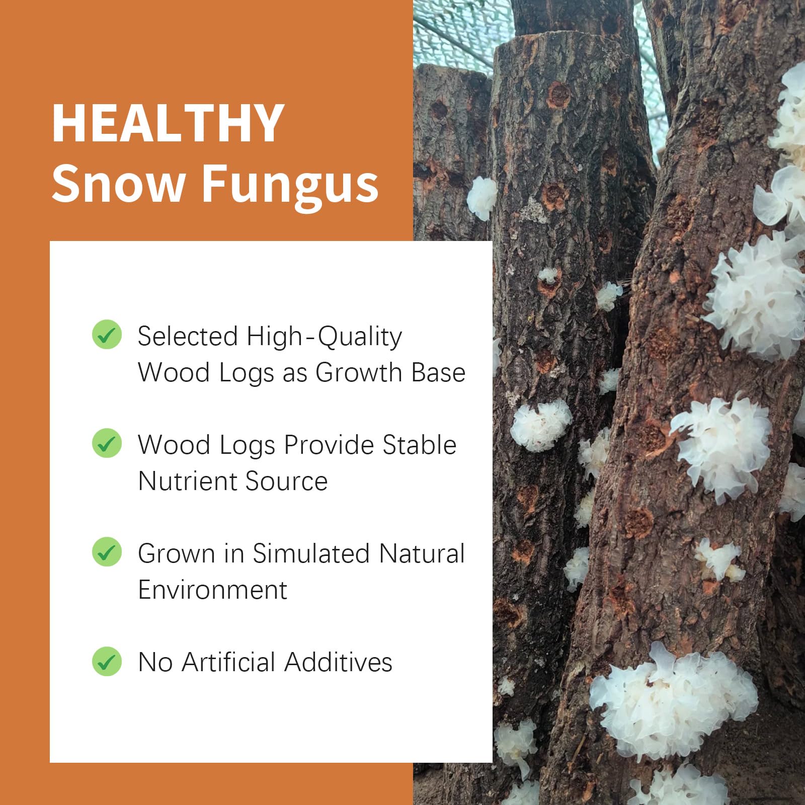 Wanhua Hall Broken Snow Fungus Dried White Fungus Slices Mushroom Woodear Mushroom Premium All Natural Vegan and Gluten-Free 3.5oz(100g) 银耳片 银耳碎 椴木银耳