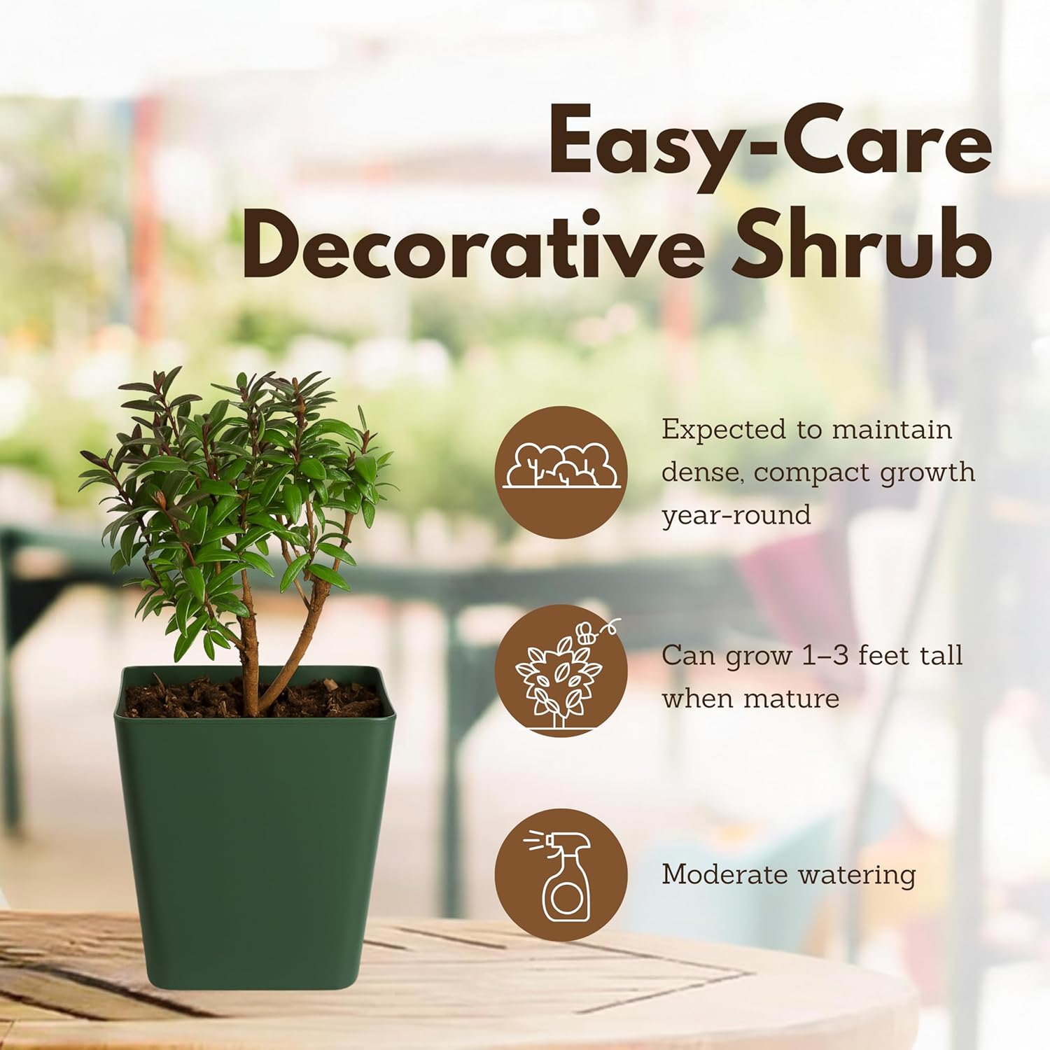My Shelfie – Dwarf Myrtle Bonsai Starter Tree (Myrtus communis ‘Compacta’), 2-Inch Live Evergreen Plant, Mini Zen Garden Gift for Mom, Housewarming & Plant Lovers (5)