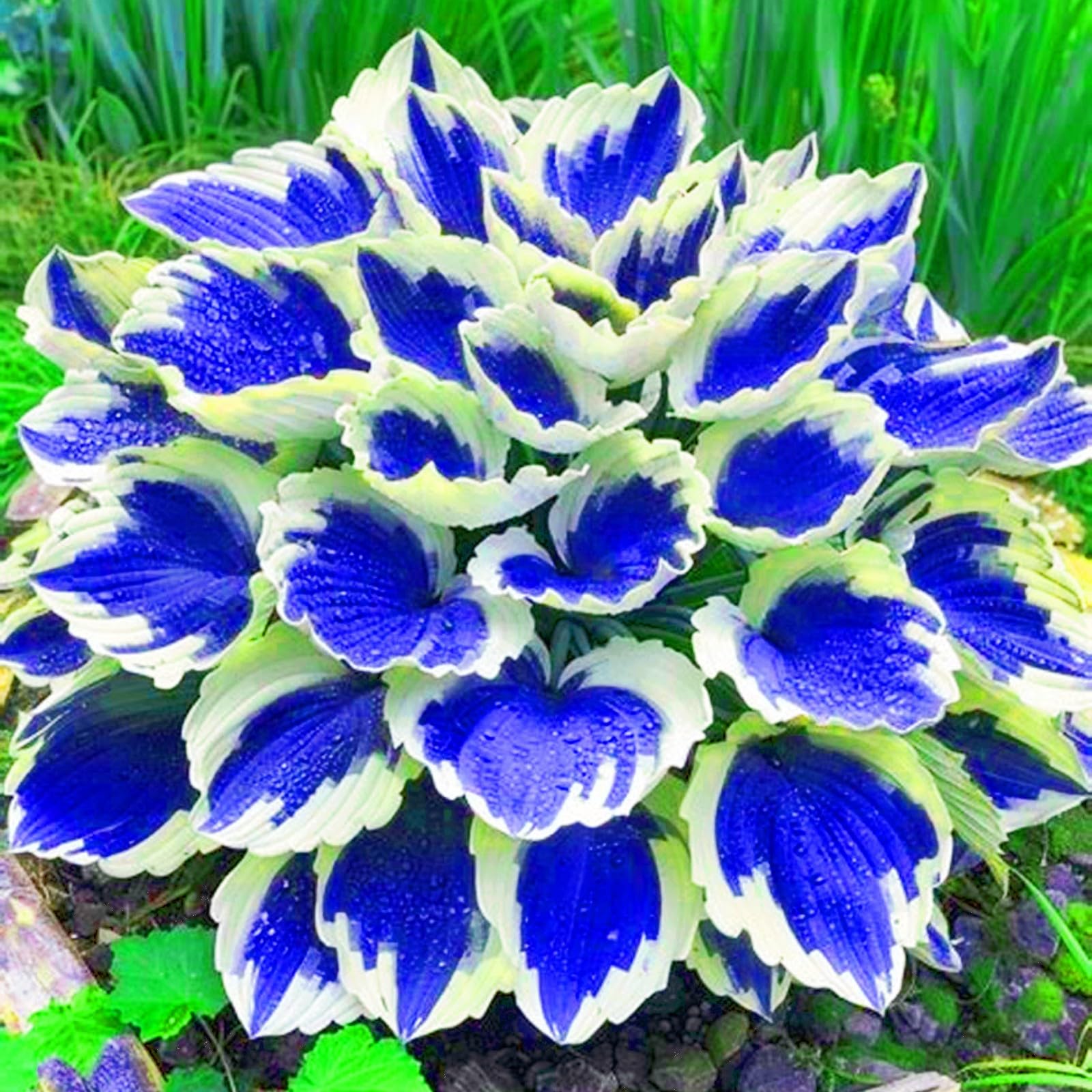 Hostas Plants Garden Flowers Wedding Flowers-10Bulbs-e — image 1