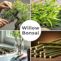 Vista 4 de Abby's Willow Bonsai Forest - 5 esquejes de sauce - Árboles en miniatura fáciles de cultivar para jardines interiores o exteriores