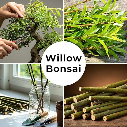 Miniatura 4 de Abby's Willow Bonsai Forest - 5 esquejes de sauce - Árboles en miniatura fáciles de cultivar para jardines interiores o exteriores