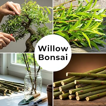 All by Grace Willow Bonsai Tree - Thick Trunk Cutting, Fast Growing