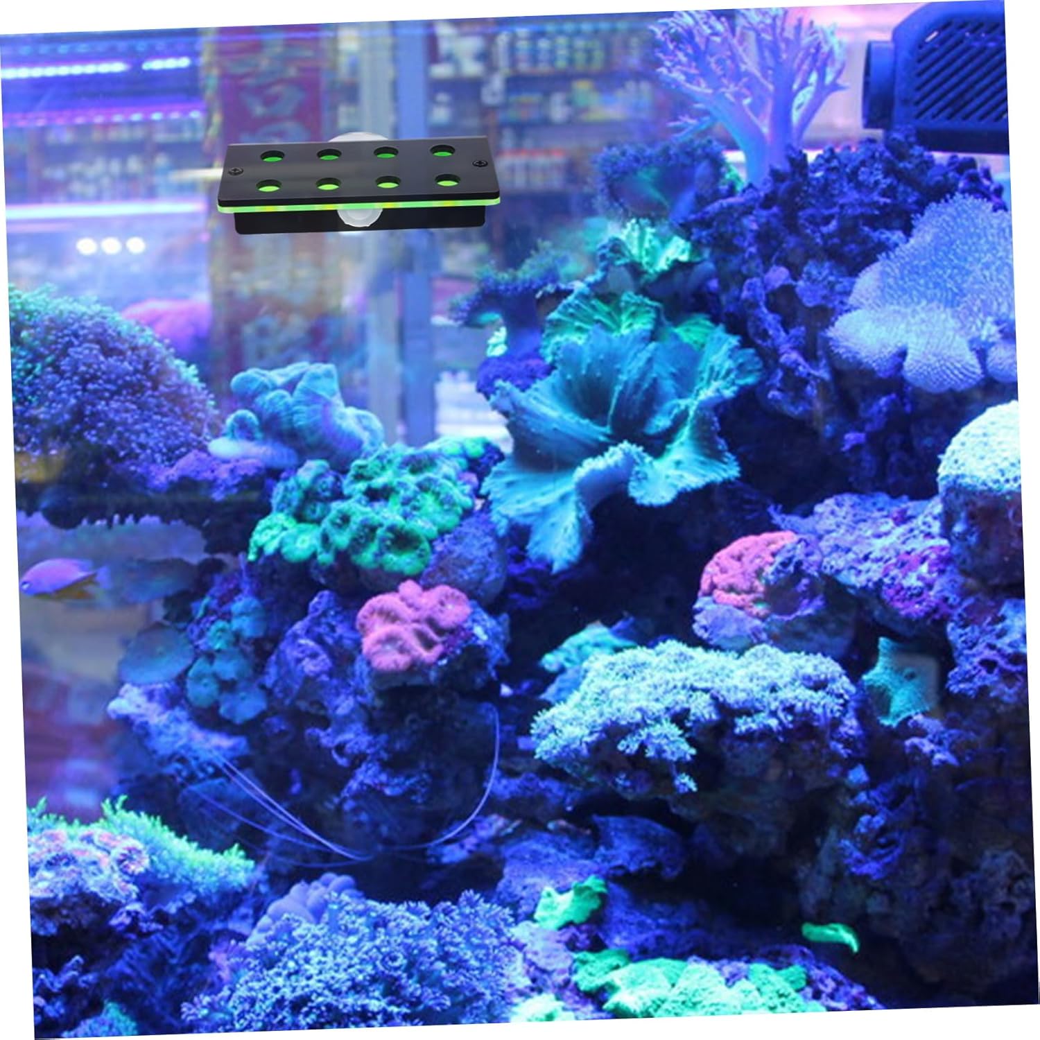BESPORTBLE 2pcs Live Coral Display Stand Double Layer Aquarium Rack for Coral Cultivation Fluorescent Green Support for and Aquatic Decorations
