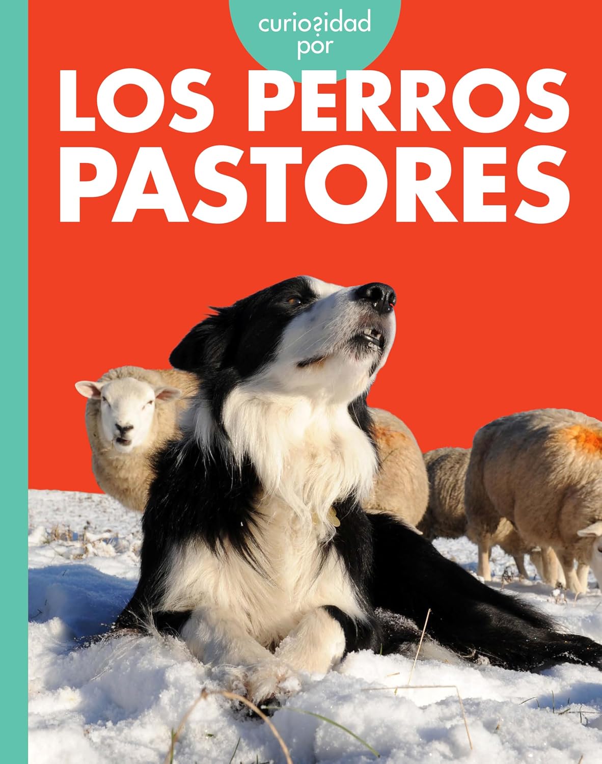 Curiosidad por los perros pastores (Curiosidad por los perros de trabajo) (Spanish Edition)