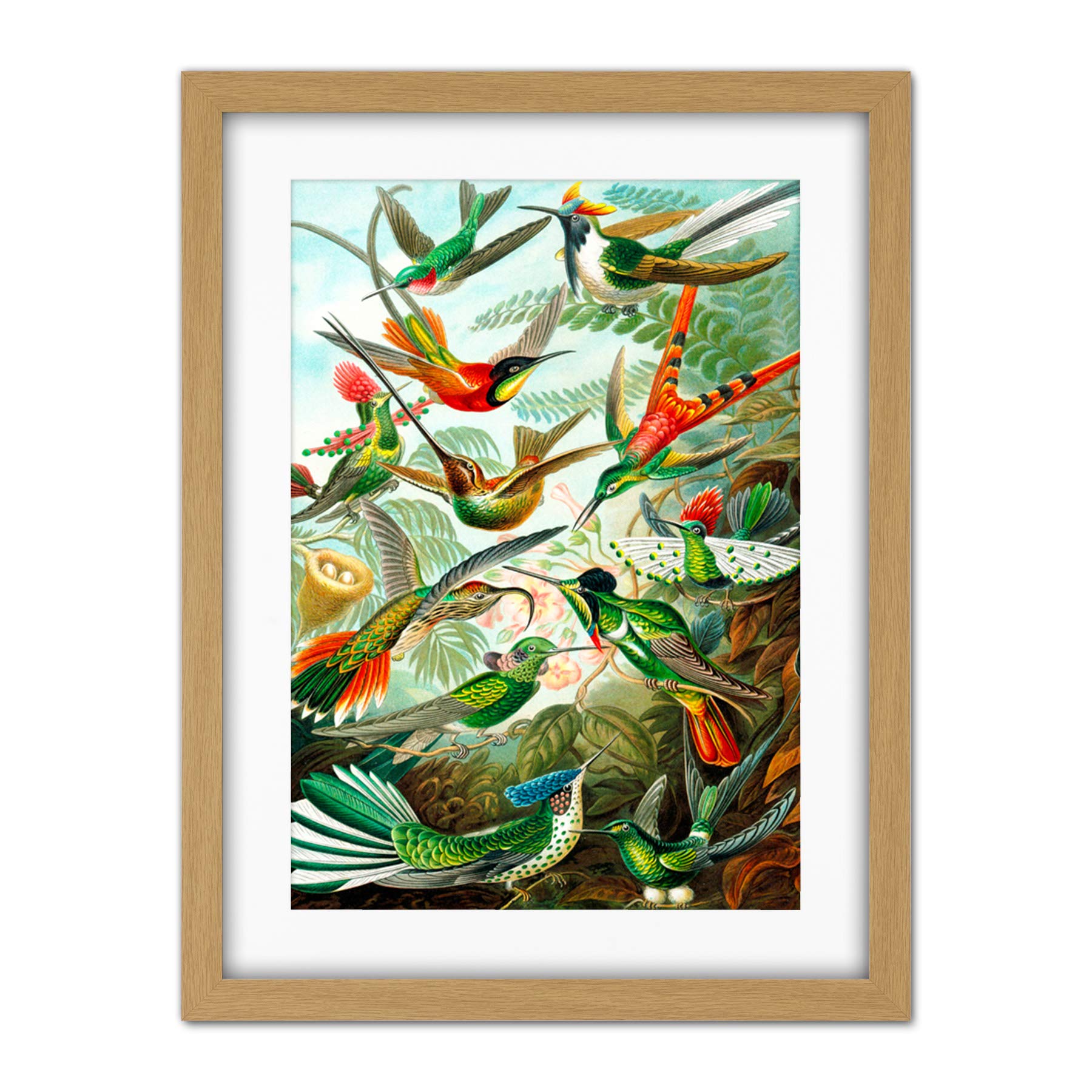 Wee Blue Coo Haeckel Plate 99 Hummingbirds Artwork Framed Wall Art Print 18X24 Inch