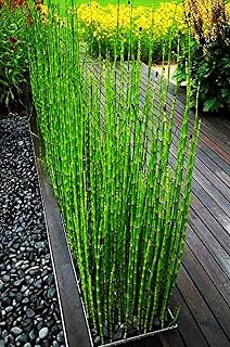 100 Bamboo Seeds Rare Mini Black Moso Bamboo Seeds Tree Seeds for Home Garden