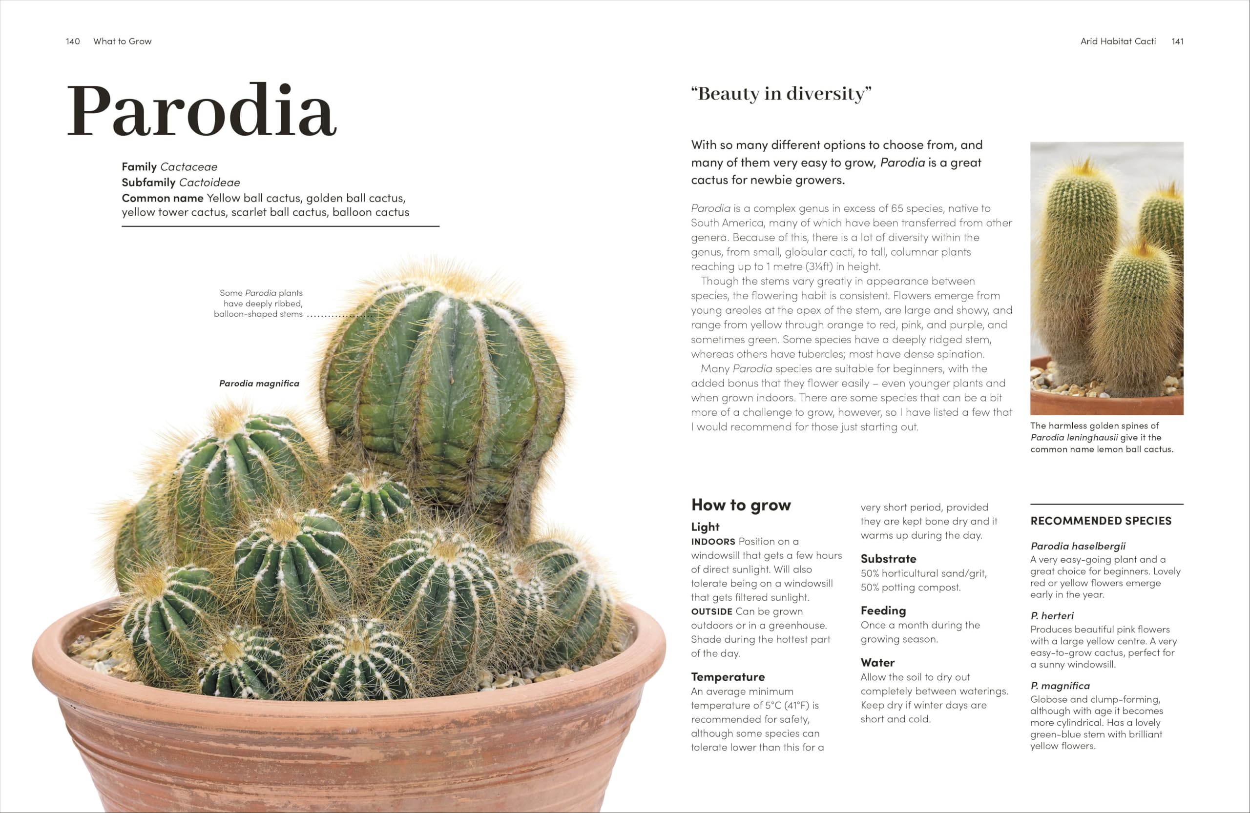 Cacti and Succulents: The Plant Rescuer's On-point Advice to Keep Your Plants Looking Sharp