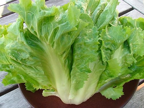 Más de 300 semillas de Escarole - Cornetto di Burdeos - Variedad reliquia francesa