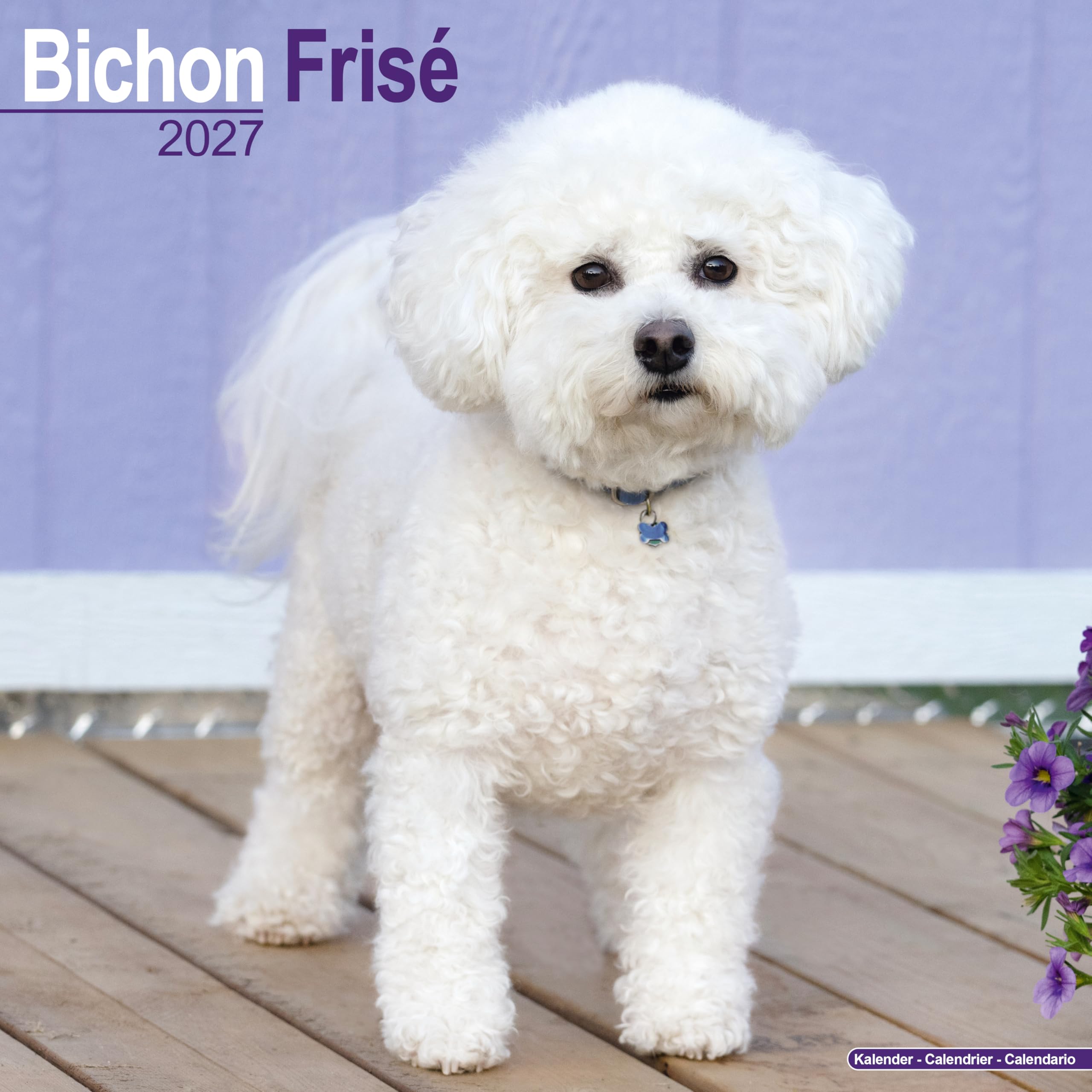 Bichon Frise 2027 Calendar | Square Wall Calendar | Dog Breed Gift | Plastic Free Packaging | by Avonside Publishing