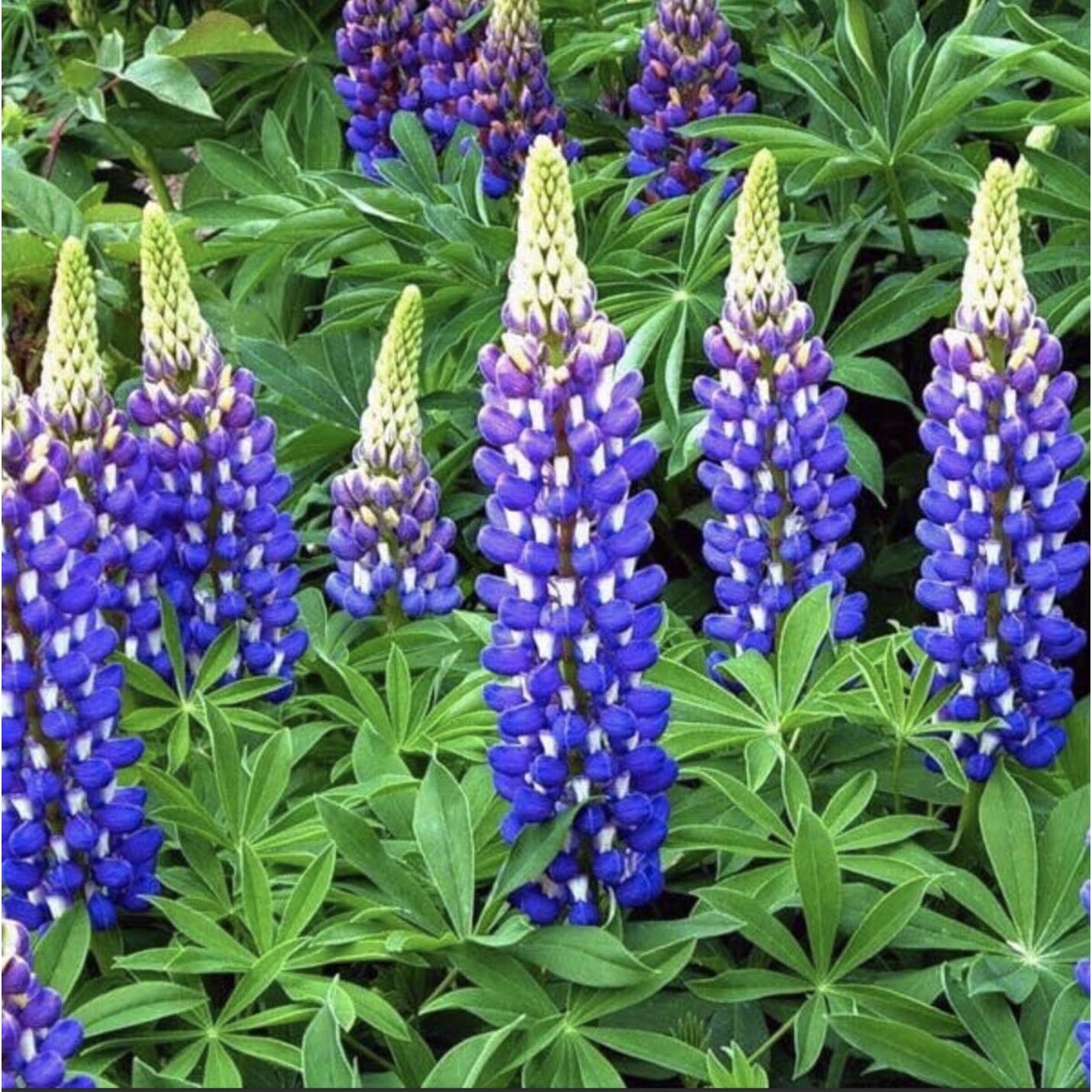 6 x Lupin Russel Blue The Govenor Plug Plants Hardy Perennial Flower