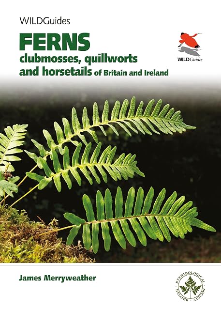 Portada de Ferns : Clubmosses Quillworts And Horsetails Of Britain And Ireland