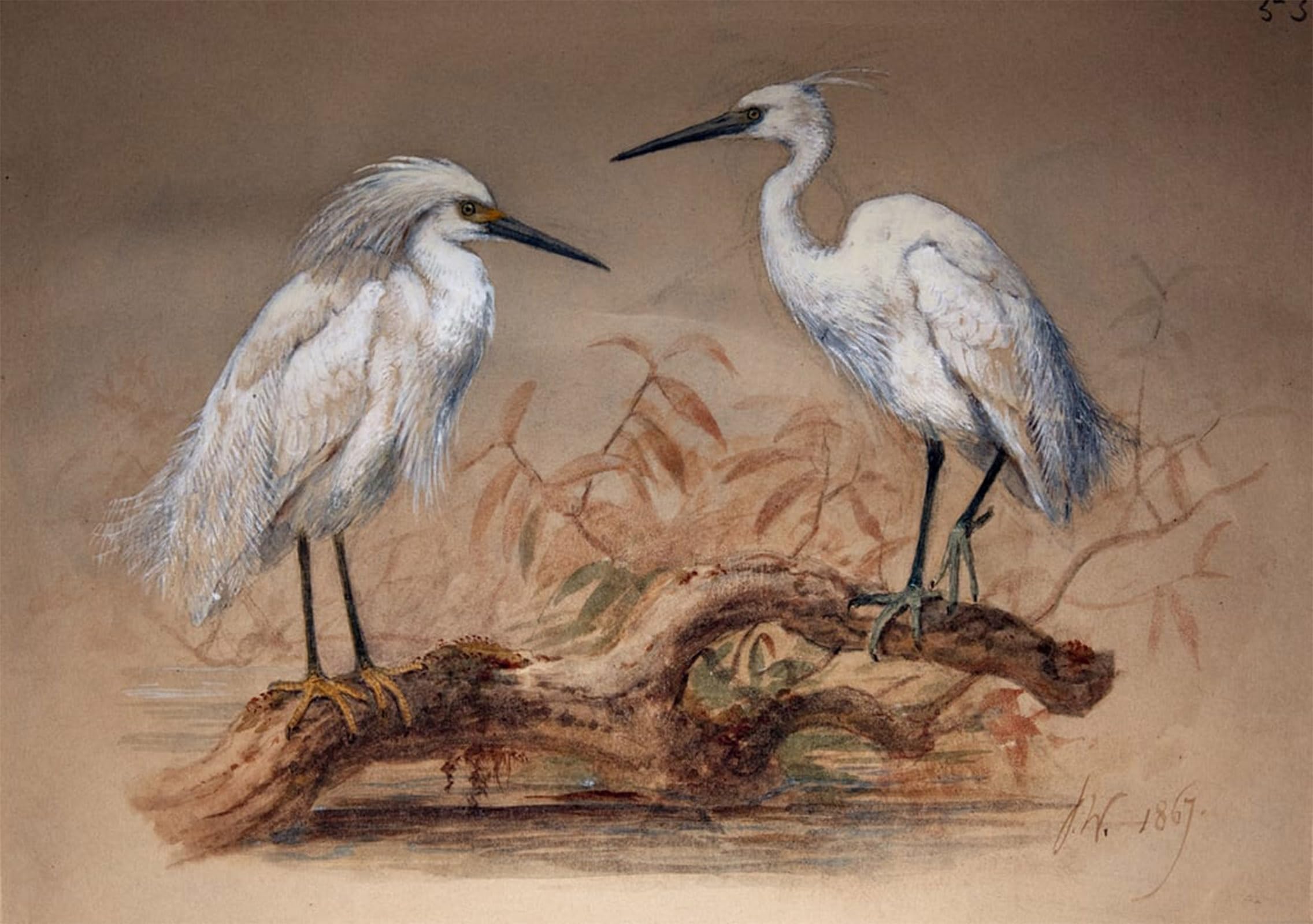 POSTERIIk Famous Modern Artwork Art Mural Egrets by Wolf Oil Paintings Pictures for Home Decor 60x90cm