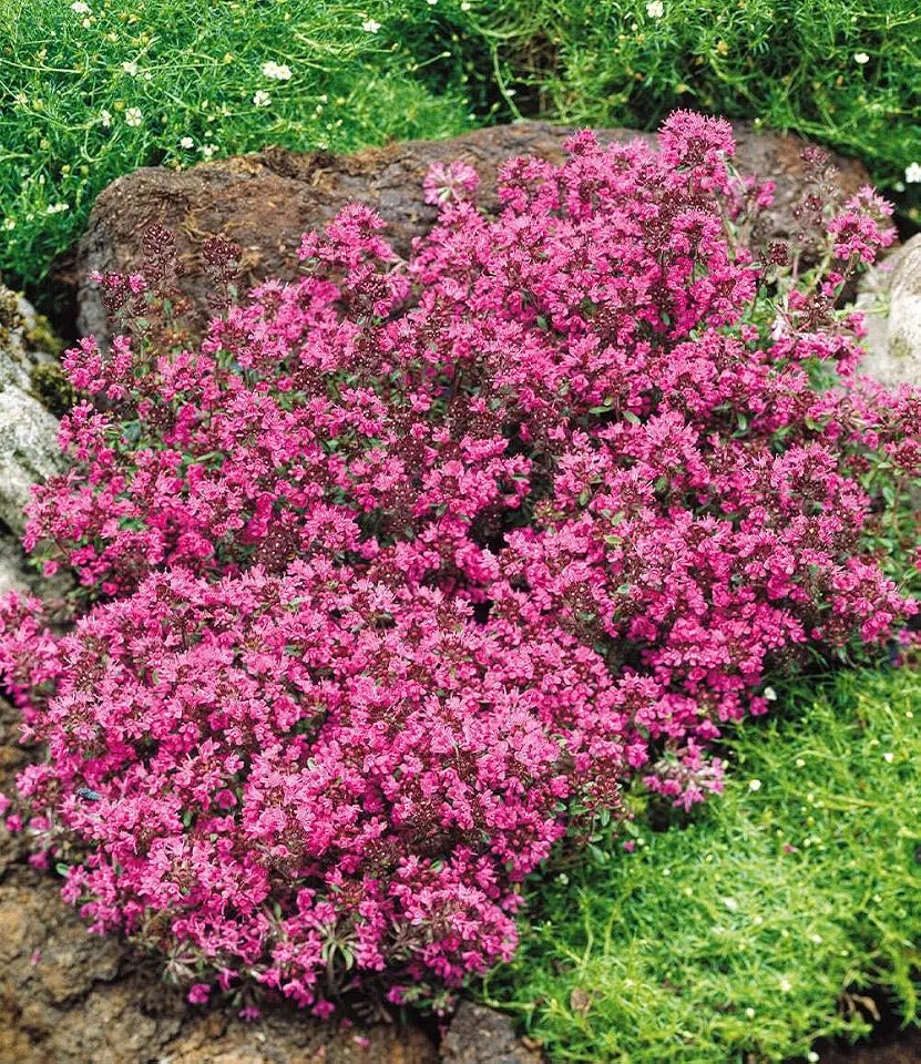 Thymian bei Erkrankungen der Atemwege 1 BALDUR Garten 18x Winterhart Bodendecker-Thymian, Pflanzen im 9x9 cm-Topf, Thymus, Sandthymian, ca. 4-5 Pflanzen auf 1 qm, winterhart, Bodendecker, trockenresistent, mehrjährig, bienenfreundlich
