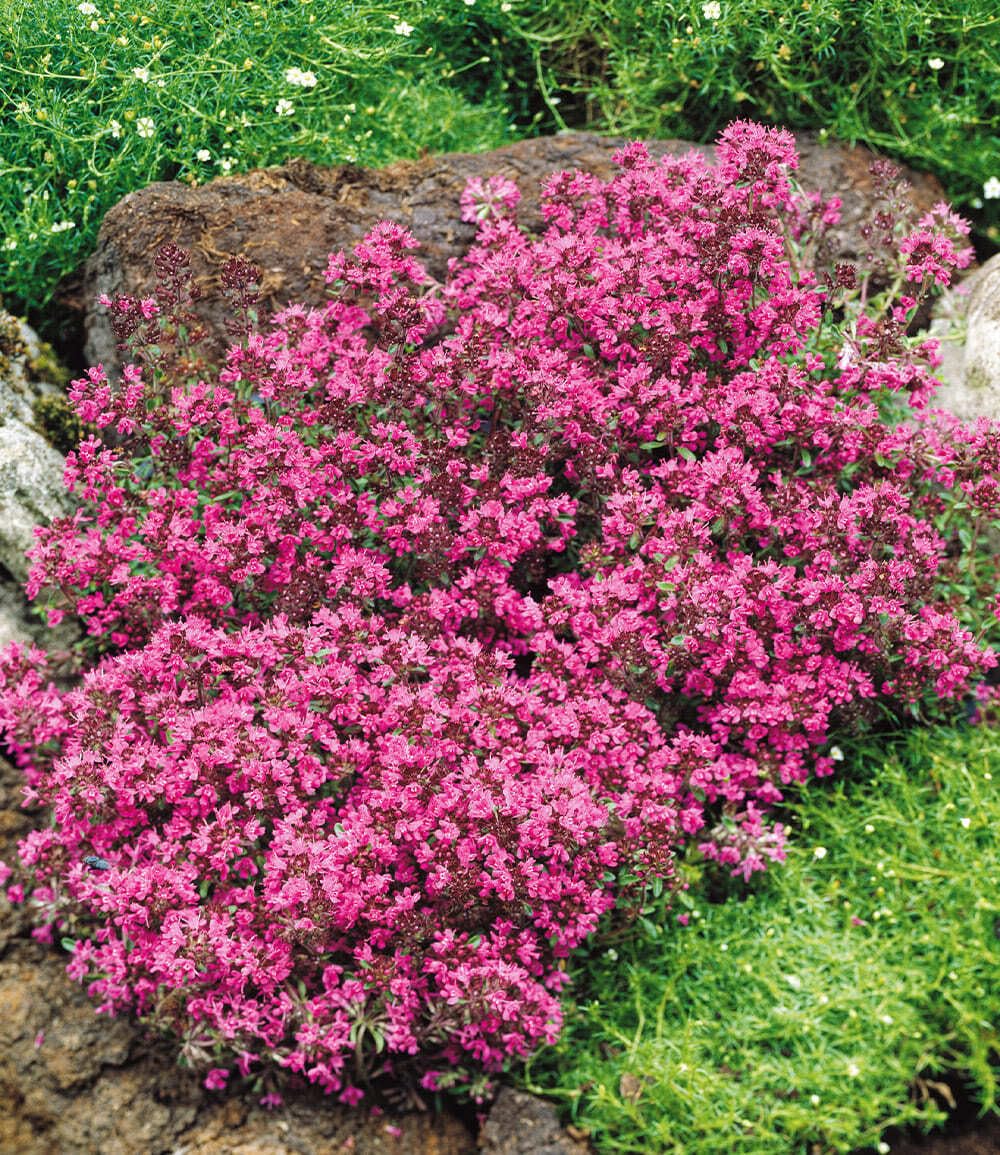 BALDUR Garten 3x Winterharter Bodendecker-Thymian, Pflanzen im 9x9 cm-Topf, Thymus, Sandthymian, 4-5 Pflanzen auf 1 qm, winterhart, Bodendecker, trockenresistent, mehrjährig, bienenfreundlich