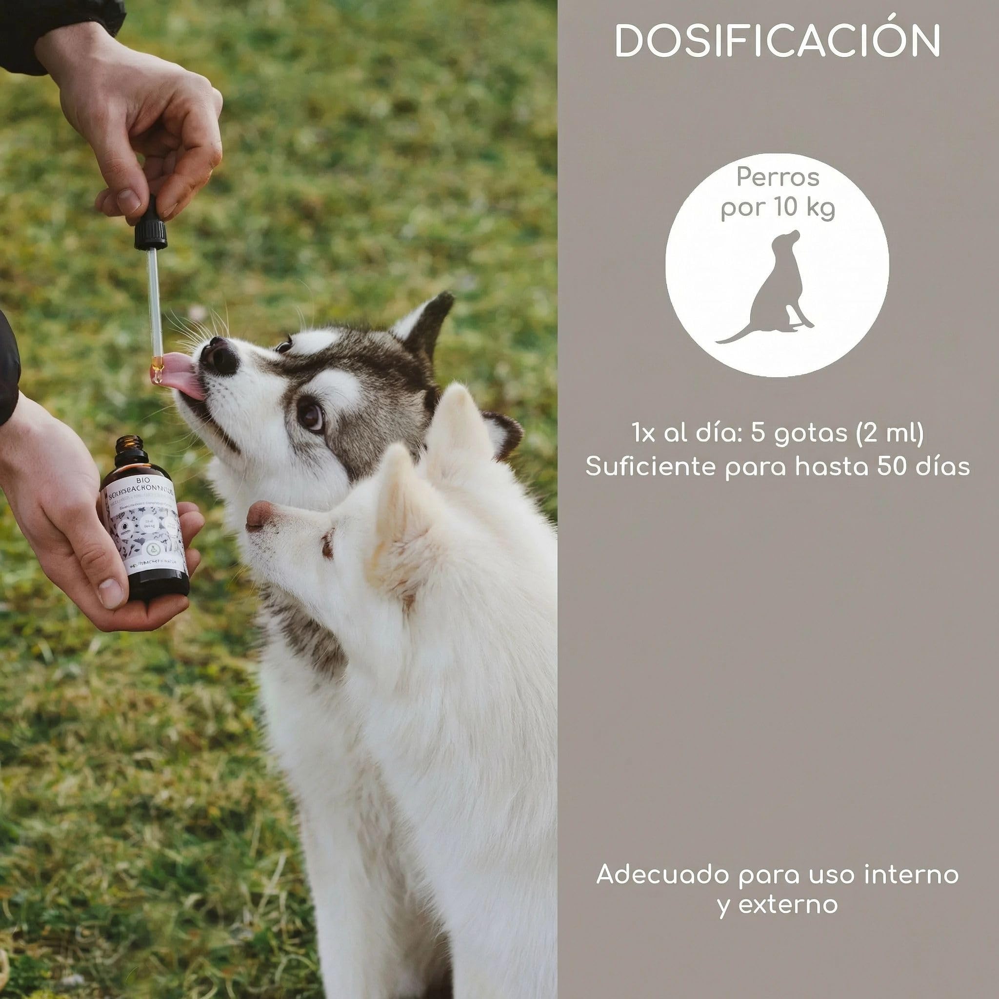 Aceite de comino Negro ecológico para Perros 500ml - prensado en frío, 100% Cultivo biológico, en Botella de Vidrio con gotero - Puro Aceite Egipcio de Nigella Sativa