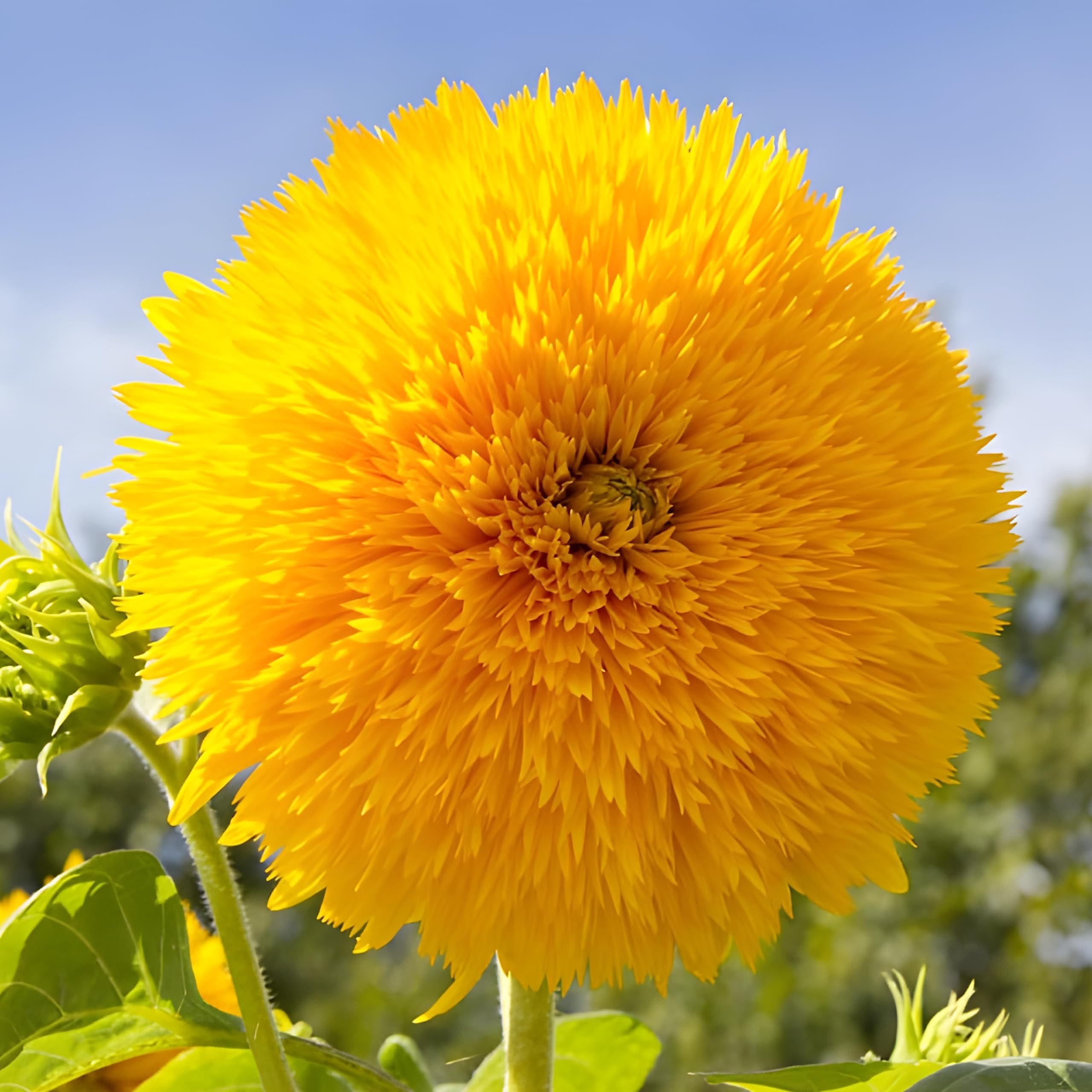 Teddy Bear Sunﬂower Seeds - 25 Seeds - Non-GMO Heirloom - Dwarf Ornamental Variety - USA Grown