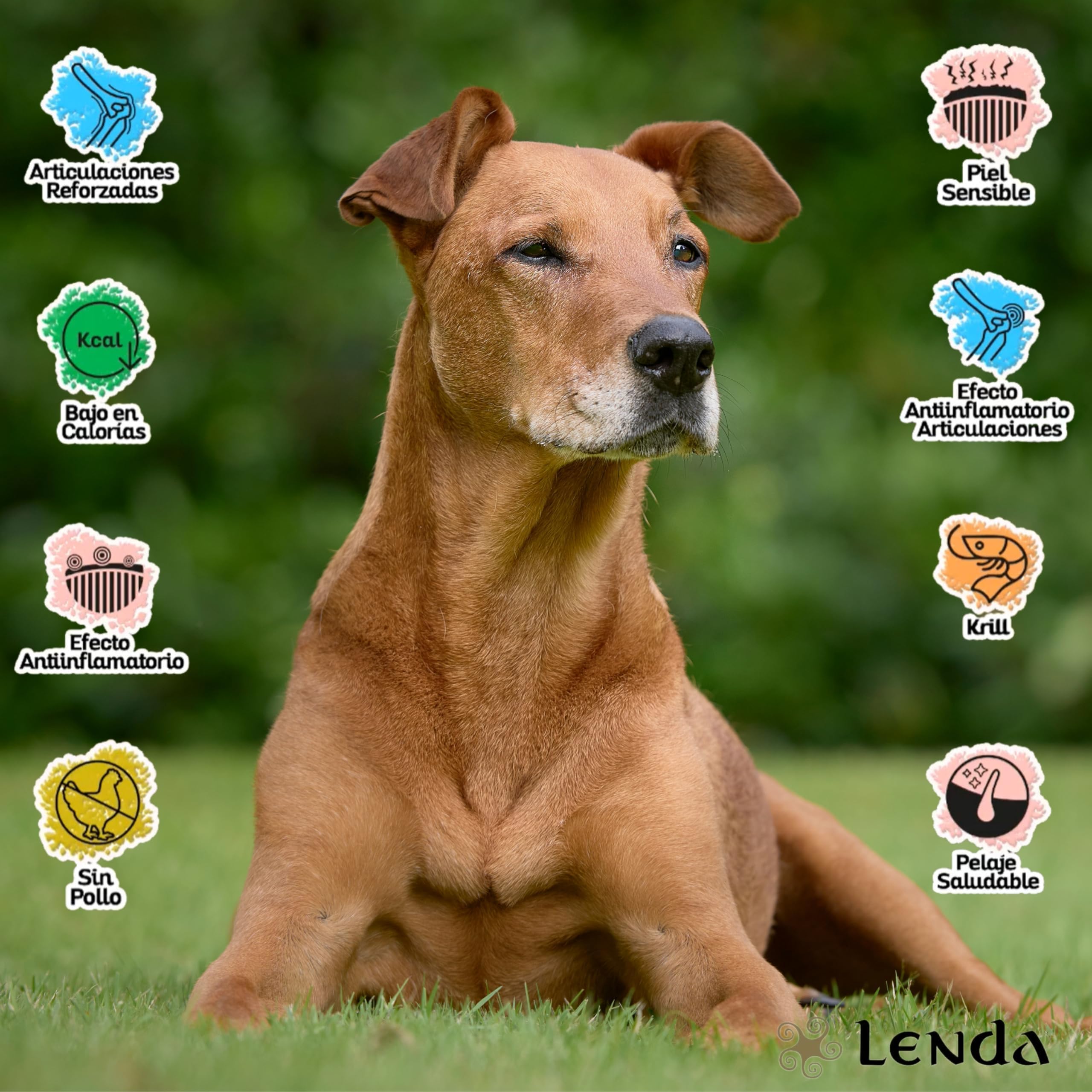 Lenda Mobility Senior 12 kg – Karma sucha dla starszych psów – Chondroprotektory wsparcie stawów – Wszystkie rasy – 1 szt.