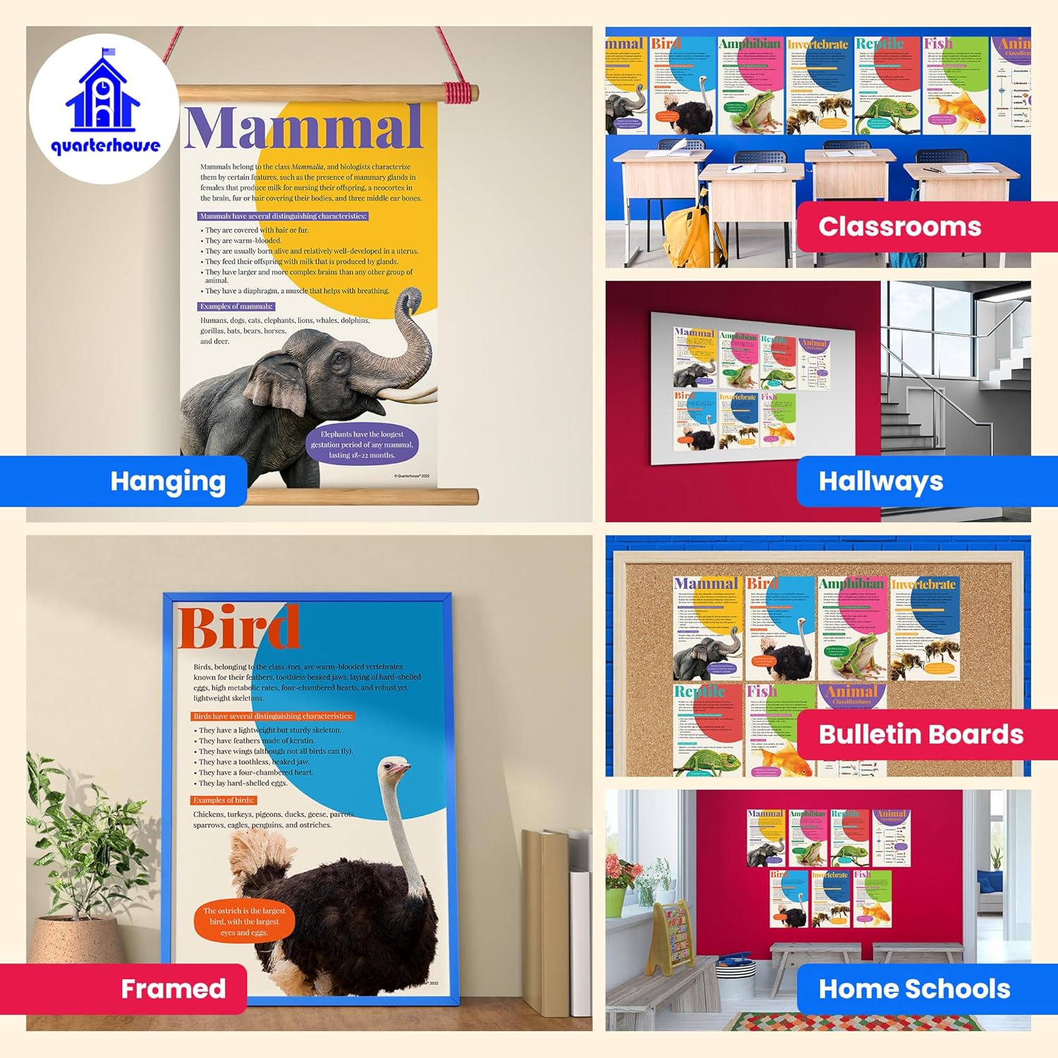 Quarterhouse 7 Poster Animal Groups Set, Science Classroom Learning Materials for K-12 Students and Teachers, 12 x 18 Inches, Made in USA