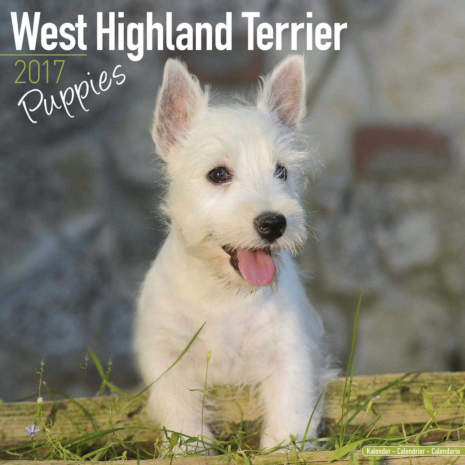 West Highland Terrier Puppies Calendar 2017 Westie Puppies Dog